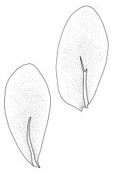 Achrophyllum quadrifarium, lateral leaves. Drawn from J.E. Beever 23-15, CHR 104698, and V.D. Zotov s.n., 27 Aug. 1933, CHR 6861.
 Image: R.C. Wagstaff © Landcare Research 2017 